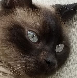 Meet your Posher, Lois